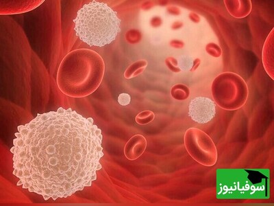 ویدئو/ لحظاتی دیدنی از نبرد نفس‌گیر گلبول سفیدِ فاگوسیت و باکتری‌ها در نمای میکروسکوپی