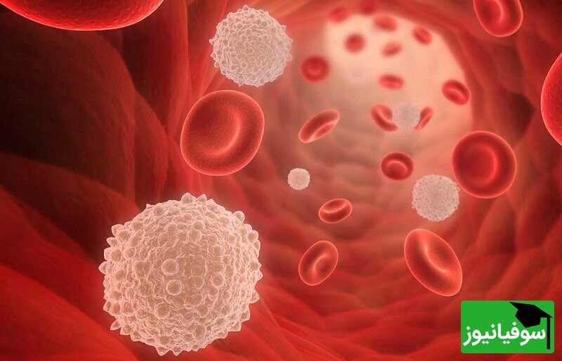 ویدئو/ لحظاتی دیدنی از نبرد نفس‌گیر گلبول سفیدِ فاگوسیت و باکتری‌ها در نمای میکروسکوپی