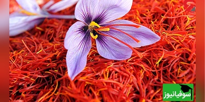 ویدئو| ازهای پنهان زعفران/ ادویه‌ای که پژوهش‌ها آن را برای استرس و پارکینسون امیدوارکننده می‌دانند