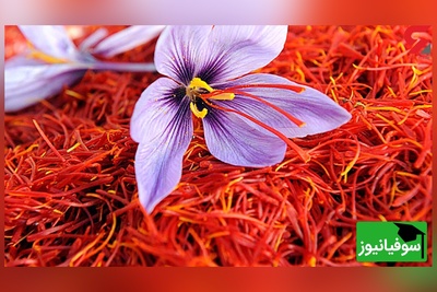 ویدئو| ازهای پنهان زعفران/ ادویه‌ای که پژوهش‌ها آن را برای استرس و پارکینسون امیدوارکننده می‌دانند