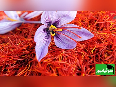 ویدئو| ازهای پنهان زعفران/ ادویه‌ای که پژوهش‌ها آن را برای استرس و پارکینسون امیدوارکننده می‌دانند