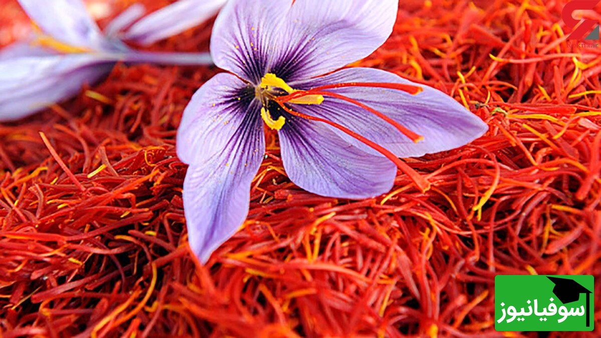 ویدئو| ازهای پنهان زعفران/ ادویه‌ای که پژوهش‌ها آن را برای استرس و پارکینسون امیدوارکننده می‌دانند