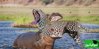 (ویدیو) جسارت بی‌نهایت و رویارویی وحشیانه توله‌پلنگ‌ها با اسب آبی/ لحظاتی پرتنش و هیجان‌انگیز!