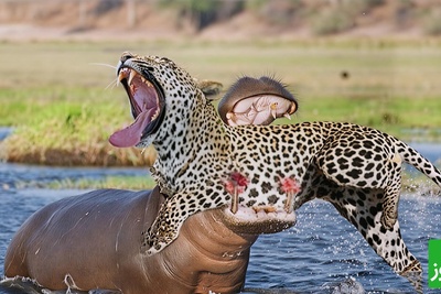 (ویدیو) جسارت بی‌نهایت و رویارویی وحشیانه توله‌پلنگ‌ها با اسب آبی/ لحظاتی پرتنش و هیجان‌انگیز!