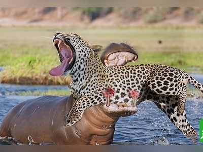 (ویدیو) جسارت بی‌نهایت و رویارویی وحشیانه توله‌پلنگ‌ها با اسب آبی/ لحظاتی پرتنش و هیجان‌انگیز!