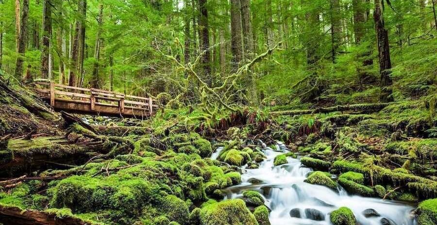 بازی فکری؛ اگه همه نوابغ بهت حسودی میکنن زیر 7 ثانیه 5 تفاوت را در «تصویر جنگل» پیدا کن