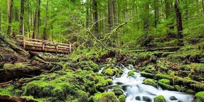 بازی فکری؛ اگه همه نوابغ بهت حسودی میکنن زیر 7 ثانیه 5 تفاوت را در «تصویر جنگل» پیدا کن