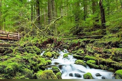 بازی فکری؛ اگه همه نوابغ بهت حسودی میکنن زیر 7 ثانیه 5 تفاوت را در «تصویر جنگل» پیدا کن