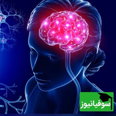 (ویدئو) هر ساعت از شبانه‌روز مغز چه فعالیتی انجام می‍دهد؟