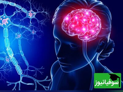(ویدئو) هر ساعت از شبانه‌روز مغز چه فعالیتی انجام می‍دهد؟