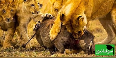 حیات وحش؛ مستند حیات وحش حیوانات / نبرد خونین سگ‌های وحشی با شیر درنده