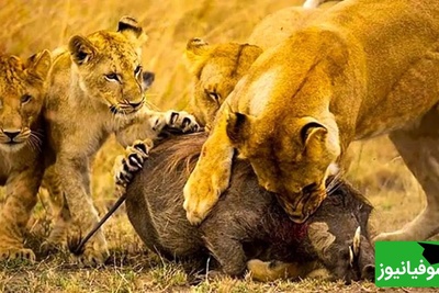 حیات وحش؛ مستند حیات وحش حیوانات / نبرد خونین سگ‌های وحشی با شیر درنده