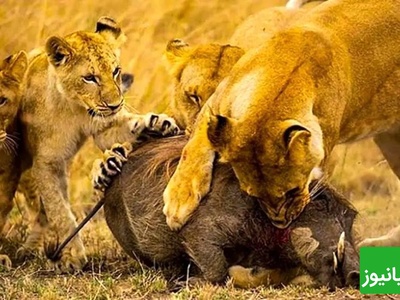 حیات وحش؛ مستند حیات وحش حیوانات / نبرد خونین سگ‌های وحشی با شیر درنده