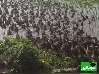 (ویدئو) روش جالب و عجیب کشاورزان چینی برای کنترل آفات مزارع برنج