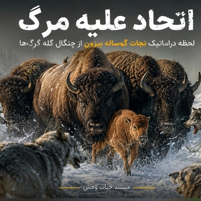 مستند حیات‌وحش؛ لحظه نجات دراماتیک گوساله بیزون از چنگال گله گرگ‌ها + فیلم