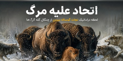 مستند حیات‌وحش؛ لحظه نجات دراماتیک گوساله بیزون از چنگال گله گرگ‌ها + فیلم