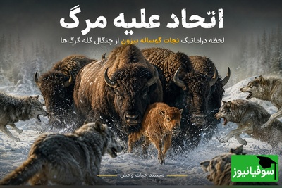 مستند حیات‌وحش؛ لحظه نجات دراماتیک گوساله بیزون از چنگال گله گرگ‌ها + فیلم
