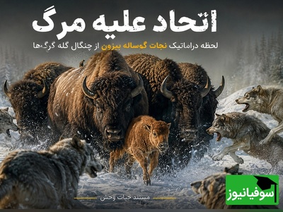 مستند حیات‌وحش؛ لحظه نجات دراماتیک گوساله بیزون از چنگال گله گرگ‌ها + فیلم