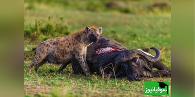 (ویدئو) مستند حیات وحش حیوانات:نبرد خونین بوفالو و کفتارهای وحشی/ چند نفر به یه نفر؟