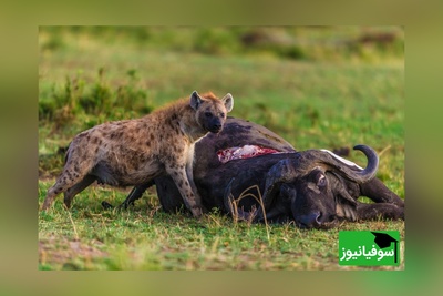 (ویدئو) مستند حیات وحش حیوانات:نبرد خونین بوفالو و کفتارهای وحشی/ چند نفر به یه نفر؟