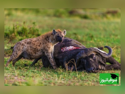 (ویدئو) مستند حیات وحش حیوانات:نبرد خونین بوفالو و کفتارهای وحشی/ چند نفر به یه نفر؟