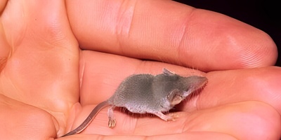 تصویر| حیوانی شگفت‌انگیز که همه را متعجب می‌کند! / از کوچک کردن مغز تا کمک به درمان آلزایمر