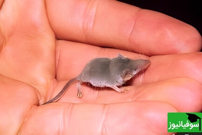 تصویر| حیوانی شگفت‌انگیز که همه را متعجب می‌کند! / از کوچک کردن مغز تا کمک به درمان آلزایمر