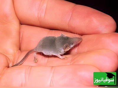 تصویر| حیوانی شگفت‌انگیز که همه را متعجب می‌کند! / از کوچک کردن مغز تا کمک به درمان آلزایمر