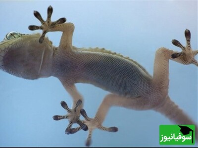 ویدئو/ راز شگفت‌انگیز مارمولک‌ها فاش شد/ چطور با نیروی ون‌در‌والز بدون چسب به دیوار می‌چسبند!