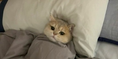 (ویدیو) آموزش انگلیسی مخصوص خوابالوها!/ ساده‌تر از چیزی که فکر می‌کنی