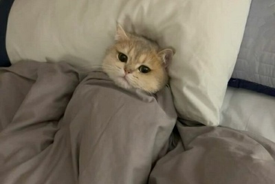 (ویدیو) آموزش انگلیسی مخصوص خوابالوها!/ ساده‌تر از چیزی که فکر می‌کنی