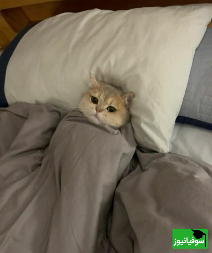 (ویدیو) آموزش انگلیسی مخصوص خوابالوها!/ ساده‌تر از چیزی که فکر می‌کنی