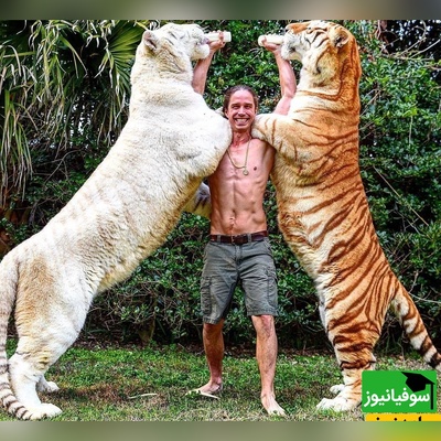 (ویدئو) ویژه علاقه مندان به مستند حیات وحش حیوانات/ راز بقا، این داستان:نبرد نفس‌گیر ببر و شیر