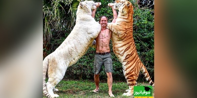 (ویدئو) ویژه علاقه مندان به مستند حیات وحش حیوانات/ راز بقا، این داستان:نبرد نفس‌گیر ببر و شیر