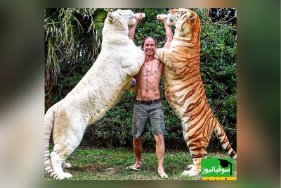 (ویدئو) ویژه علاقه مندان به مستند حیات وحش حیوانات/ راز بقا، این داستان:نبرد نفس‌گیر ببر و شیر