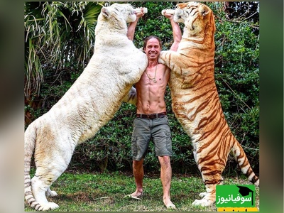 (ویدئو) ویژه علاقه مندان به مستند حیات وحش حیوانات/ راز بقا، این داستان:نبرد نفس‌گیر ببر و شیر