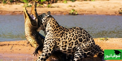 (ویدیو) نبرد خونین در دل گل‌ولای آمازون/ جگوار و کایمن در جنگی بی‌رحمانه!