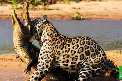 (ویدیو) نبرد خونین در دل گل‌ولای آمازون/ جگوار و کایمن در جنگی بی‌رحمانه!