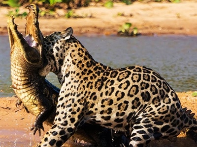 (ویدیو) نبرد خونین در دل گل‌ولای آمازون/ جگوار و کایمن در جنگی بی‌رحمانه!