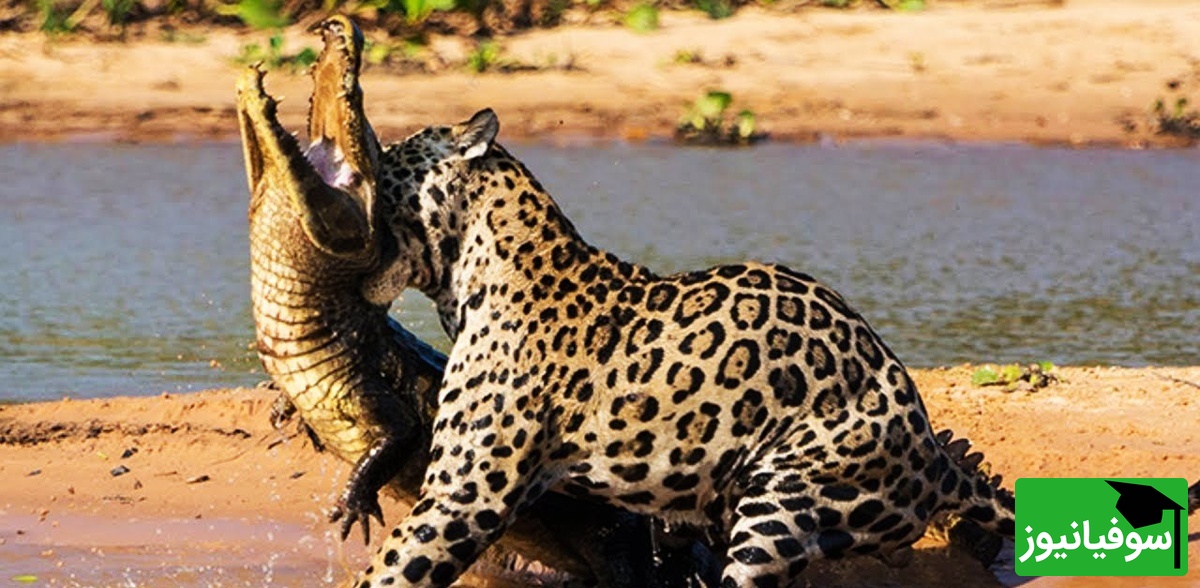 (ویدیو) نبرد خونین در دل گل‌ولای آمازون/ جگوار و کایمن در جنگی بی‌رحمانه!