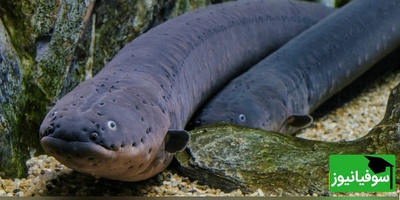 ویدئوی حیات‌وحش روز؛ حمله نفسگیر مارماهی الکتریکی با ولتاژی خیره‌کننده در قلب جنگل‌های آمازون!