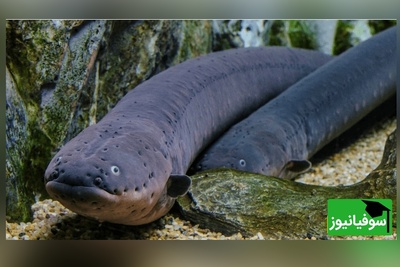 ویدئوی حیات‌وحش روز؛ حمله نفسگیر مارماهی الکتریکی با ولتاژی خیره‌کننده در قلب جنگل‌های آمازون!