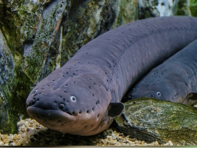 ویدئوی حیات‌وحش روز؛ حمله نفسگیر مارماهی الکتریکی با ولتاژی خیره‌کننده در قلب جنگل‌های آمازون!