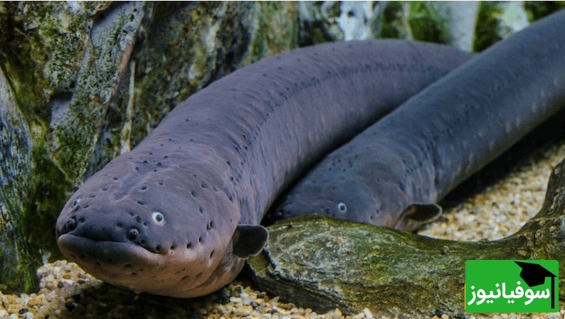 ویدئوی حیات‌وحش روز؛ حمله نفسگیر مارماهی الکتریکی با ولتاژی خیره‌کننده در قلب جنگل‌های آمازون!