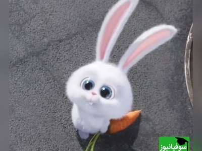 معما تصویری | فقط 5 درصد از افراد می‌توانند این معما را درست حل کنند!/ اگه توام جزو افراد باهوشی زیر 10 ثانیه خرگوش را پیدا کنید!