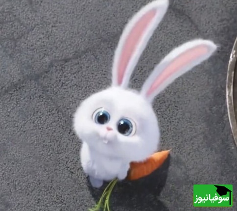 معما تصویری | فقط 5 درصد از افراد میتوانند این معما را درست حل کنند!/ اگه توام جزو افراد باهوشی زیر 10 ثانیه خرگوش را پیدا کنید!