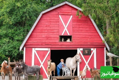 خطای دید/ حتی افرادی با ضریب هوشی بالا نمی‌توانند همسر کشاورز را در مزرعه را پیدا کنند