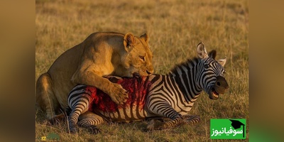 (ویدیو) طعمه‌ای آسان در مقابل پادشاهان دشت/ گورخر خسته و شیرهای گرسنه!