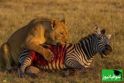 (ویدیو) طعمه‌ای آسان در مقابل پادشاهان دشت/ گورخر خسته و شیرهای گرسنه!