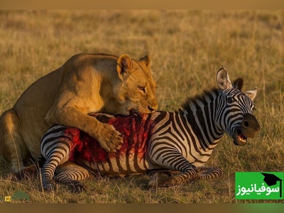 (ویدیو) طعمه‌ای آسان در مقابل پادشاهان دشت/ گورخر خسته و شیرهای گرسنه!